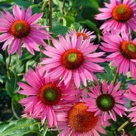 Echinacea Purpurea (Эхинацея Узколистная)