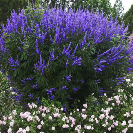 Vitex Agnus - Castus