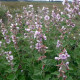 Althaea Officinalis