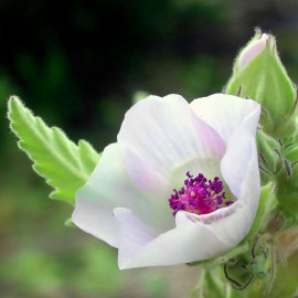 Althaea Officinalis