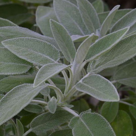 Salvia Officinalis