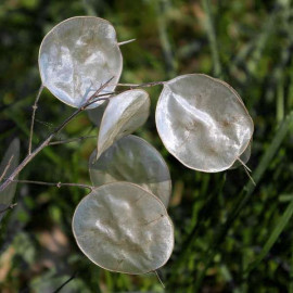 Lunaria Annua