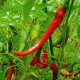 Cayenne Long