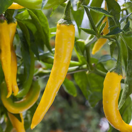 Cayenne Gold (Yellow)