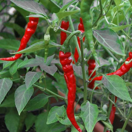 Cayenne Long