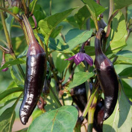 Jalapeno Purple