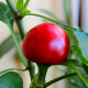 Large Red Cherry