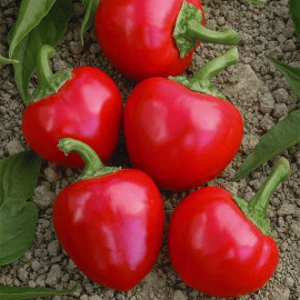 Large Red Cherry