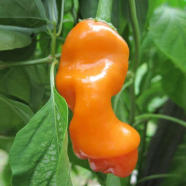 Peter Pepper Orange