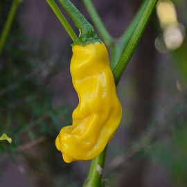 Peter Pepper Yellow