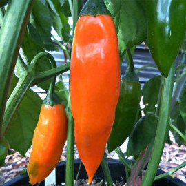 Aji Amarillo