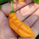 Aji Mango