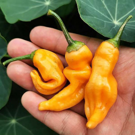 Aji Mango