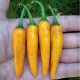 Aji Mango