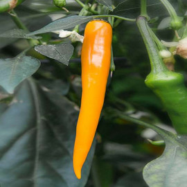 Naranja Picante