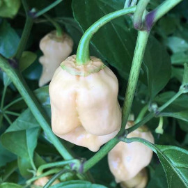 7 Pot Bubblegum White