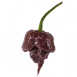 Carolina Reaper Chocolate