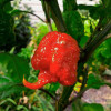 Carolina Reaper Red