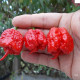 Carolina Reaper Red