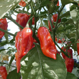 Fatalii Red