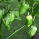 Fatalii White