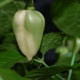 Fatalii White