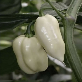 Fatalii White