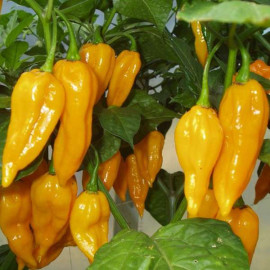 Fatalii Yellow