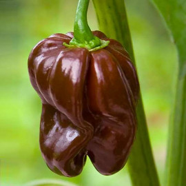 Habanero Brown