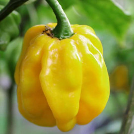 Habanero Giant  Yellow