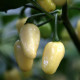 Habanero White