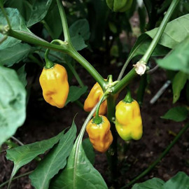 Habanero Yellow