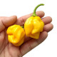 Habanero Giant  Yellow