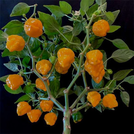 Jamaican Hot Orange