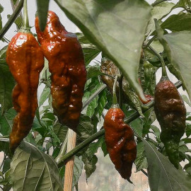 Naga Morich Brown (Chocolate)