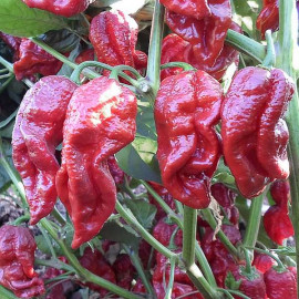 Naga Morich Red