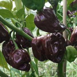 Scotch Bonnet Chocolate