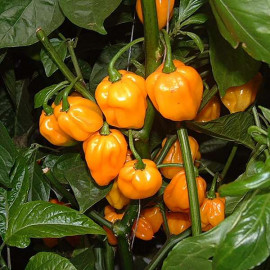 Scotch Bonnet Orange