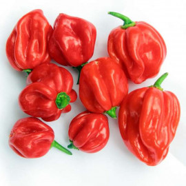 Scotch Bonnet Red