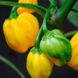 Scotch Bonnet Yellow