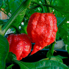 7 Pot Jonah
