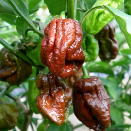 7 Pot Douglah (7 Pot Chocolate)