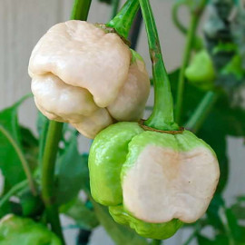 7 Pot White