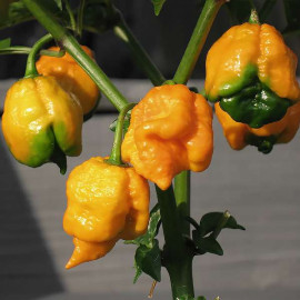 7 Pot Yellow