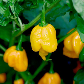 Trinidad Scorpion Butch T Yellow