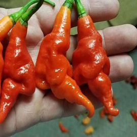 Trinidad Scorpion Long SR