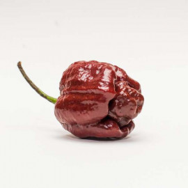 Trinidad Scorpion Moruga Brown