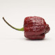 Trinidad Scorpion Moruga Brown