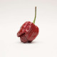 Trinidad Scorpion Moruga Brown