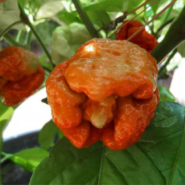 Trinidad Scorpion Moruga Caramell